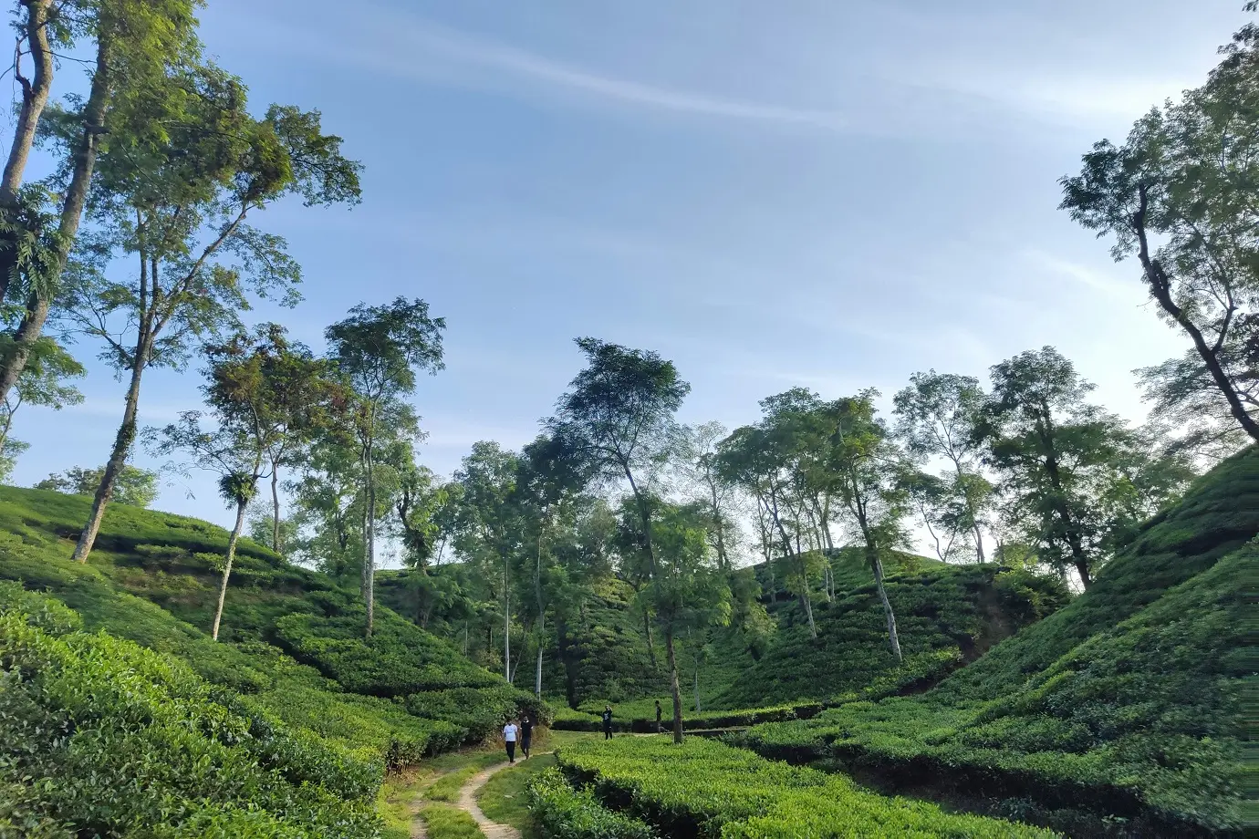 Sylhet Tea Garden Tour